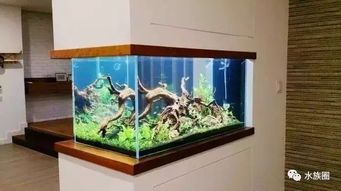您說魚缸水族箱占地，我們笑了 方寸之間，自有天地