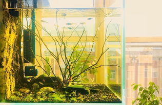 北京水族箱設計、造景與維護全攻略 打造家中的水下藝術